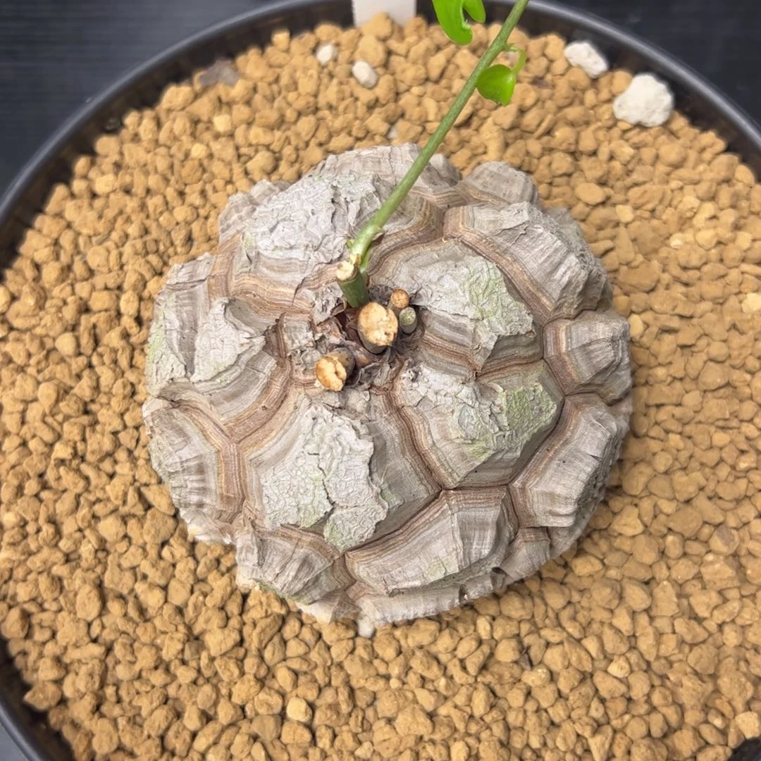 精品盆栽养定的龟甲龙920号