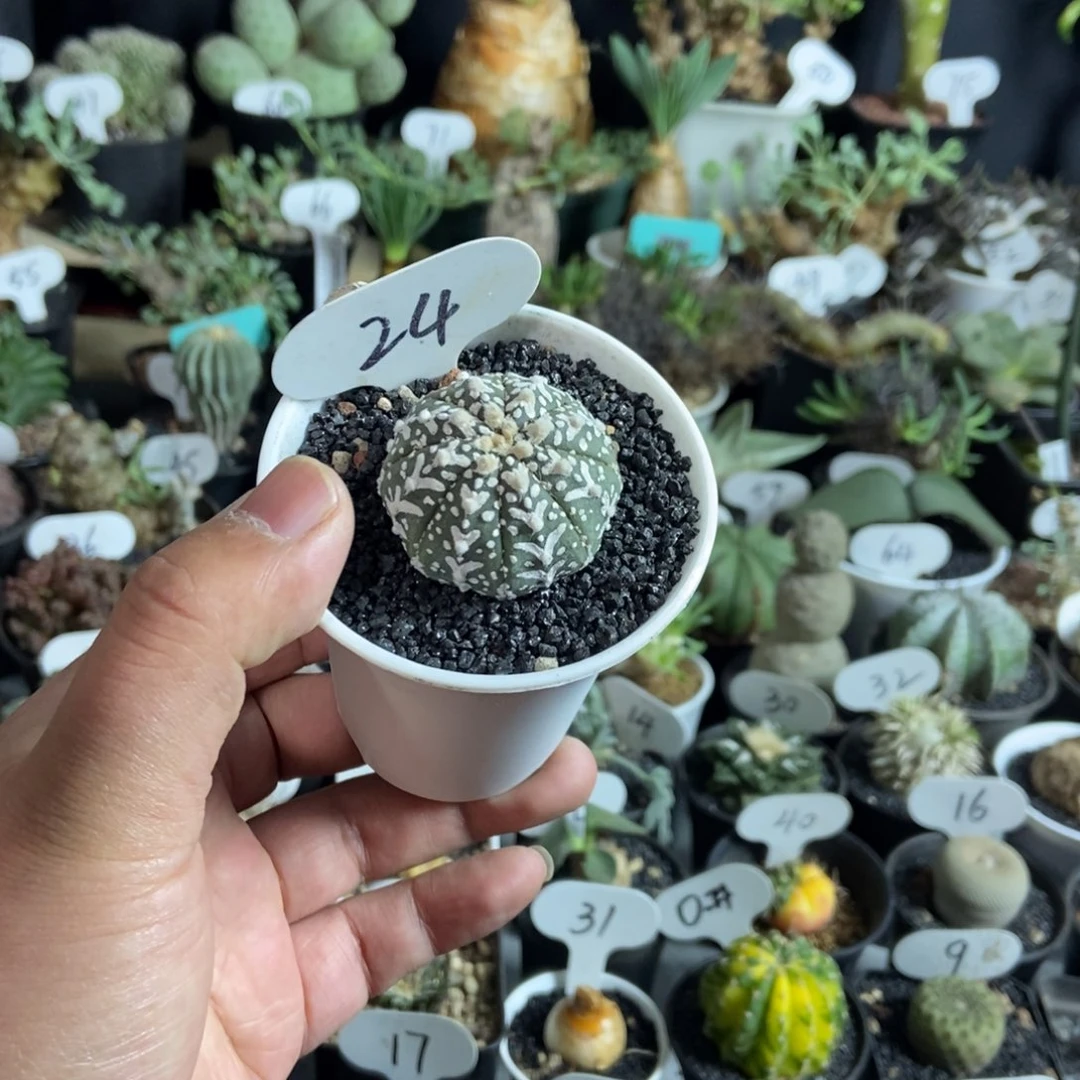 V兜兜一个一物一拍