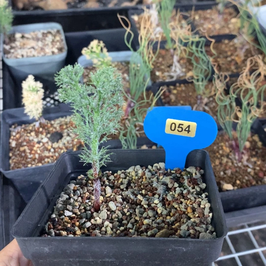 鸡毛掸雾冰玉多肉植物