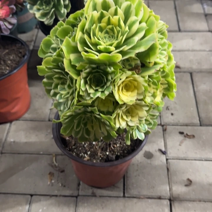 480号新尼亚法师植物