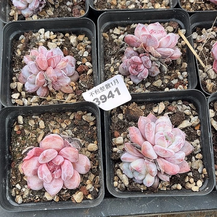 阿雅园艺。     3941四颗