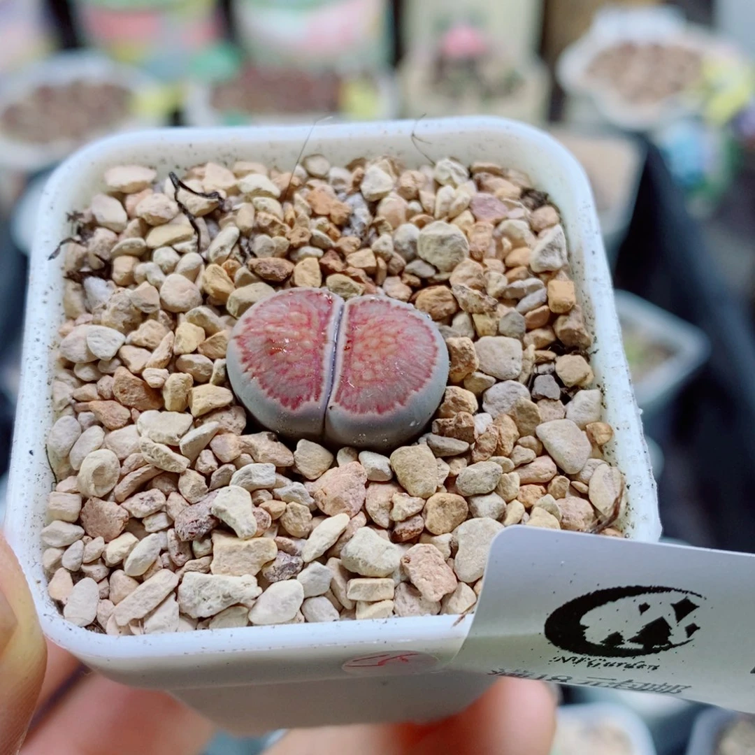 生石花花花花花花花434