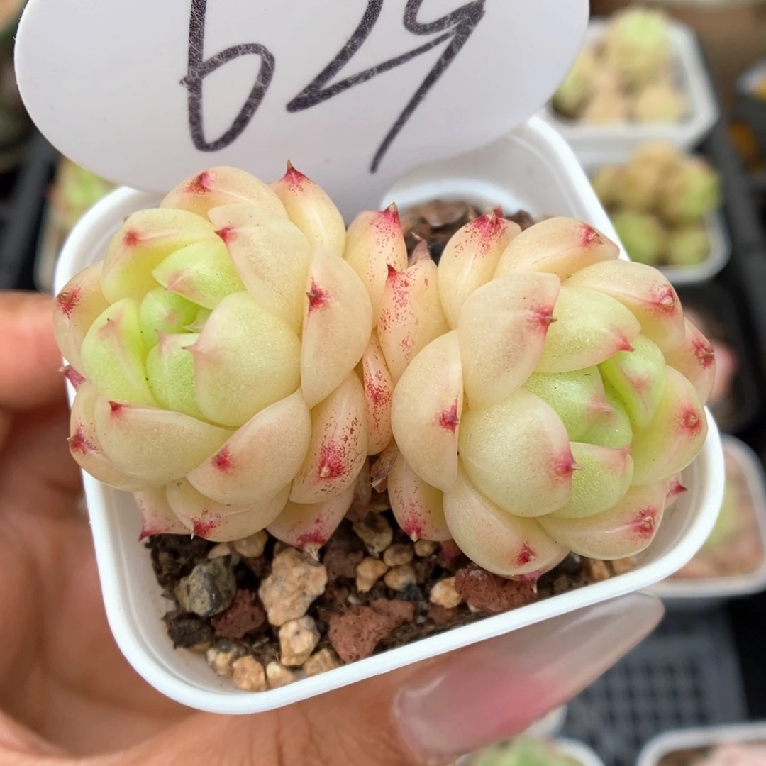 菠萝蜜麦秆可拍629号。