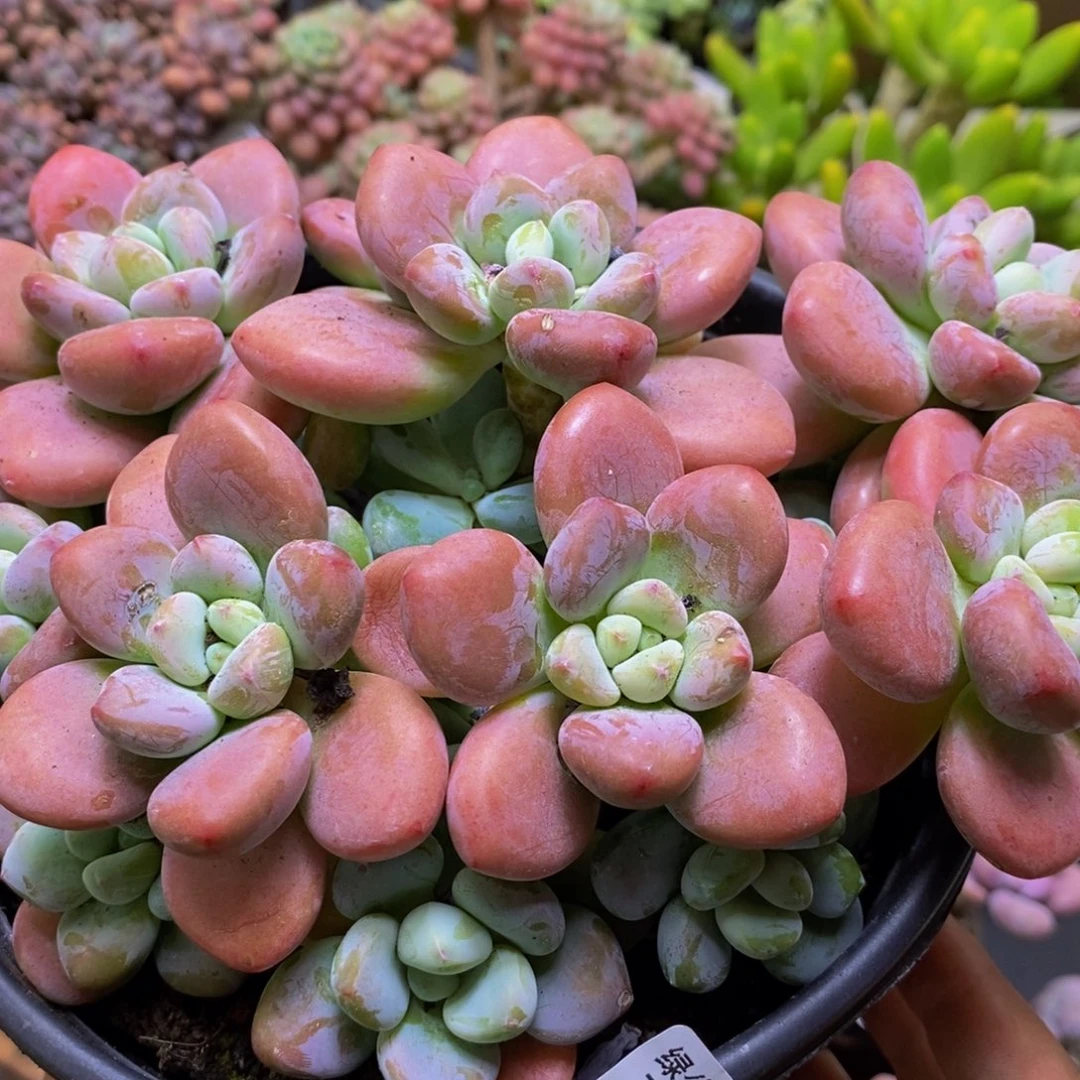 059樱花洛神18cm多肉