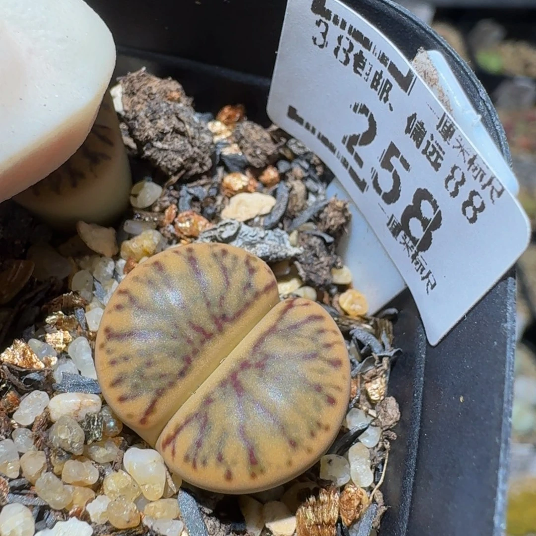 Sssss精品生石花258