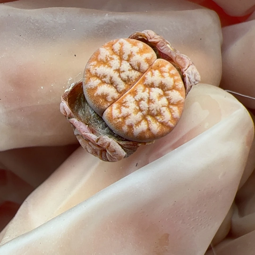 0210号 铁子多肉植物