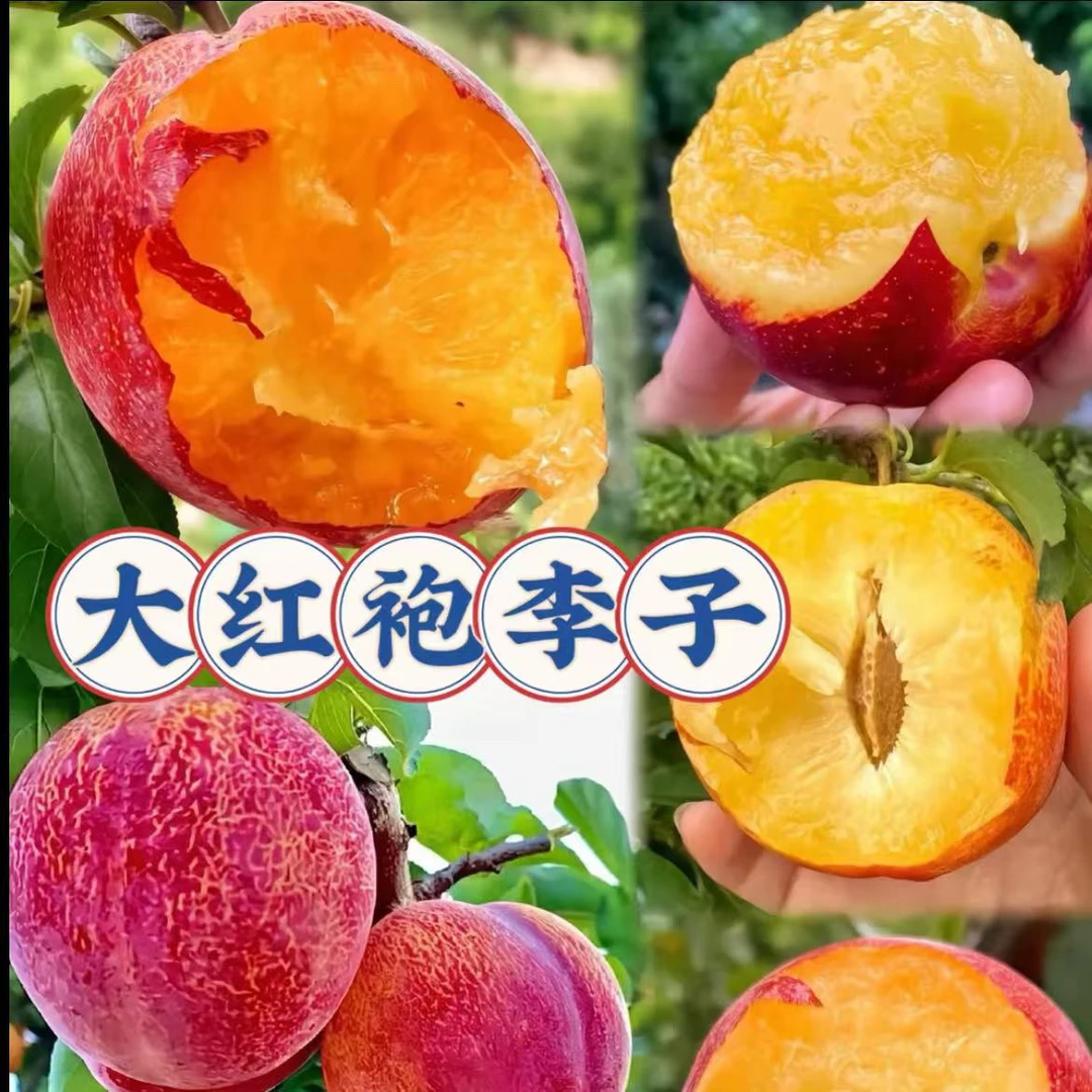 李子树苗 大红袍李子脱骨离核 盆栽地栽 南北方均可栽培