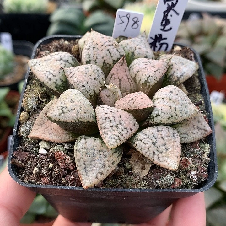 实生粉白银一物一拍