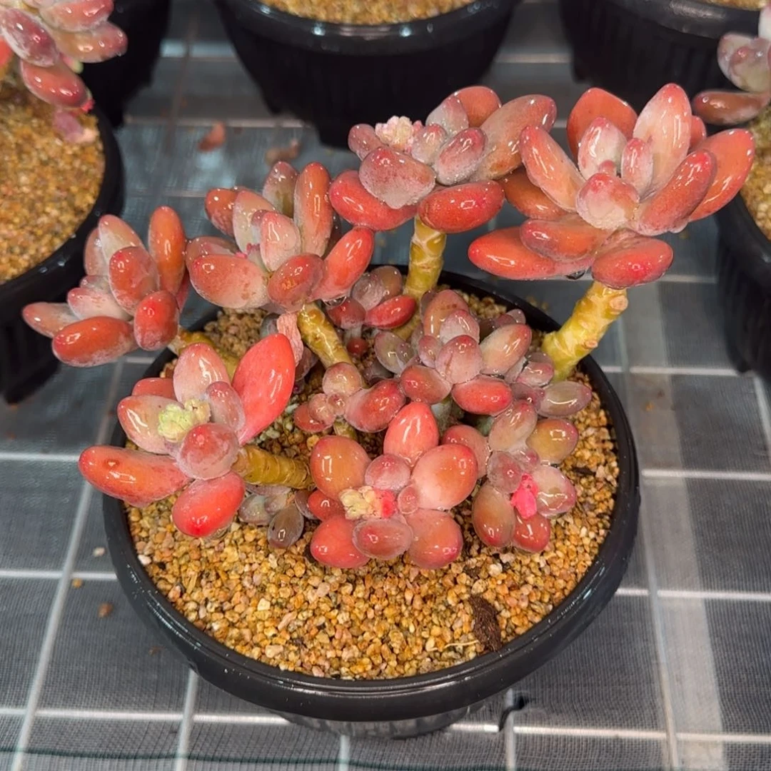 从前慢甄选多肉编号苹果奶