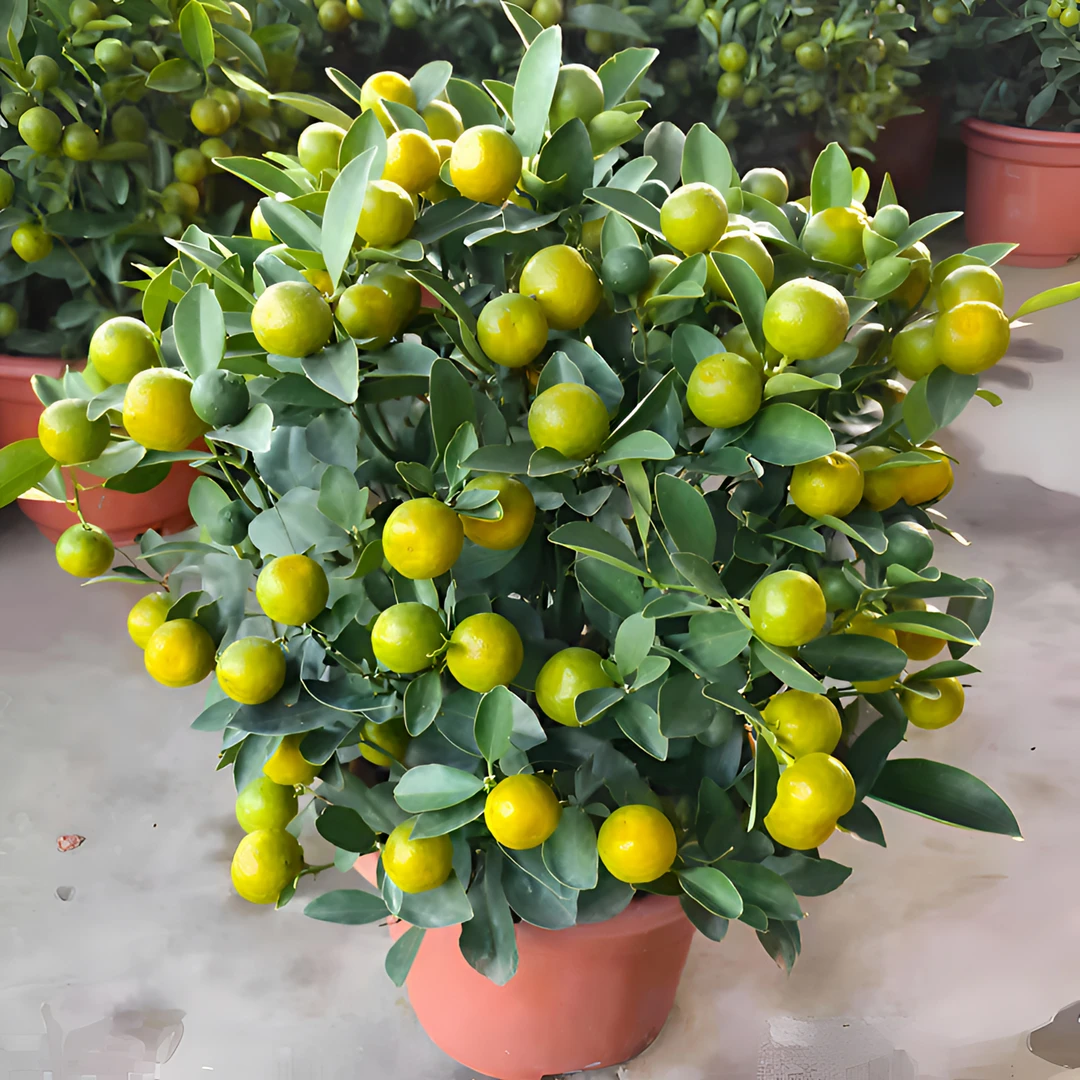 B高端绿植花卉盆栽盆景高端盆栽