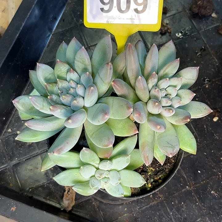 天使之翼一物一拍909