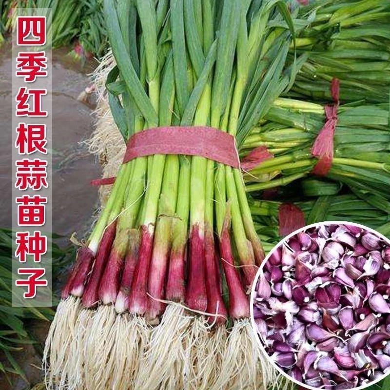 【热销】宽叶红皮蒜苗四季蒜种大蒜种子种籽红根紫皮红皮蒜苗种子商品图