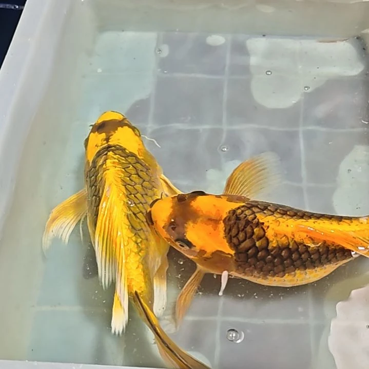 海水淡水养殖基地