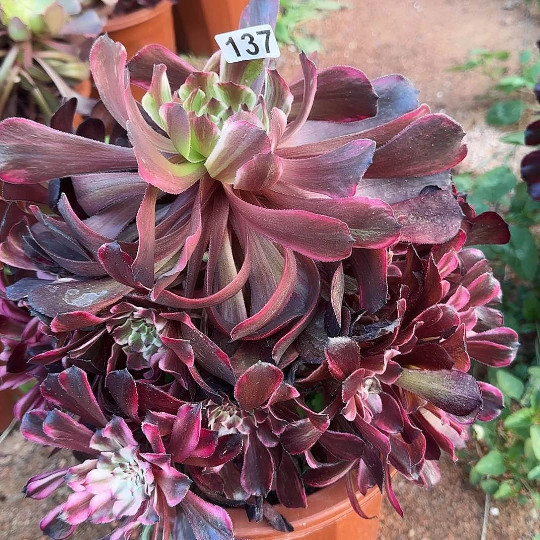 多肉植物油墨画137