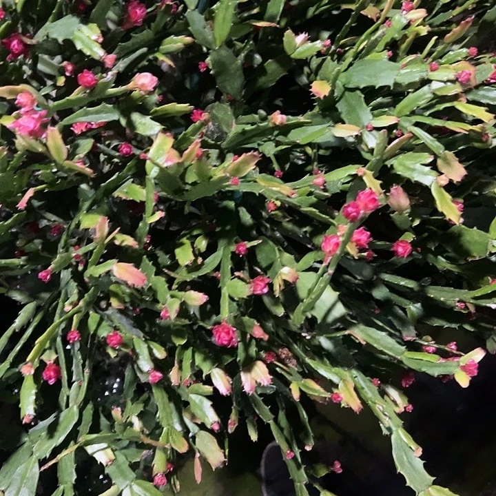 清***月，30片红色索菲亚叶片