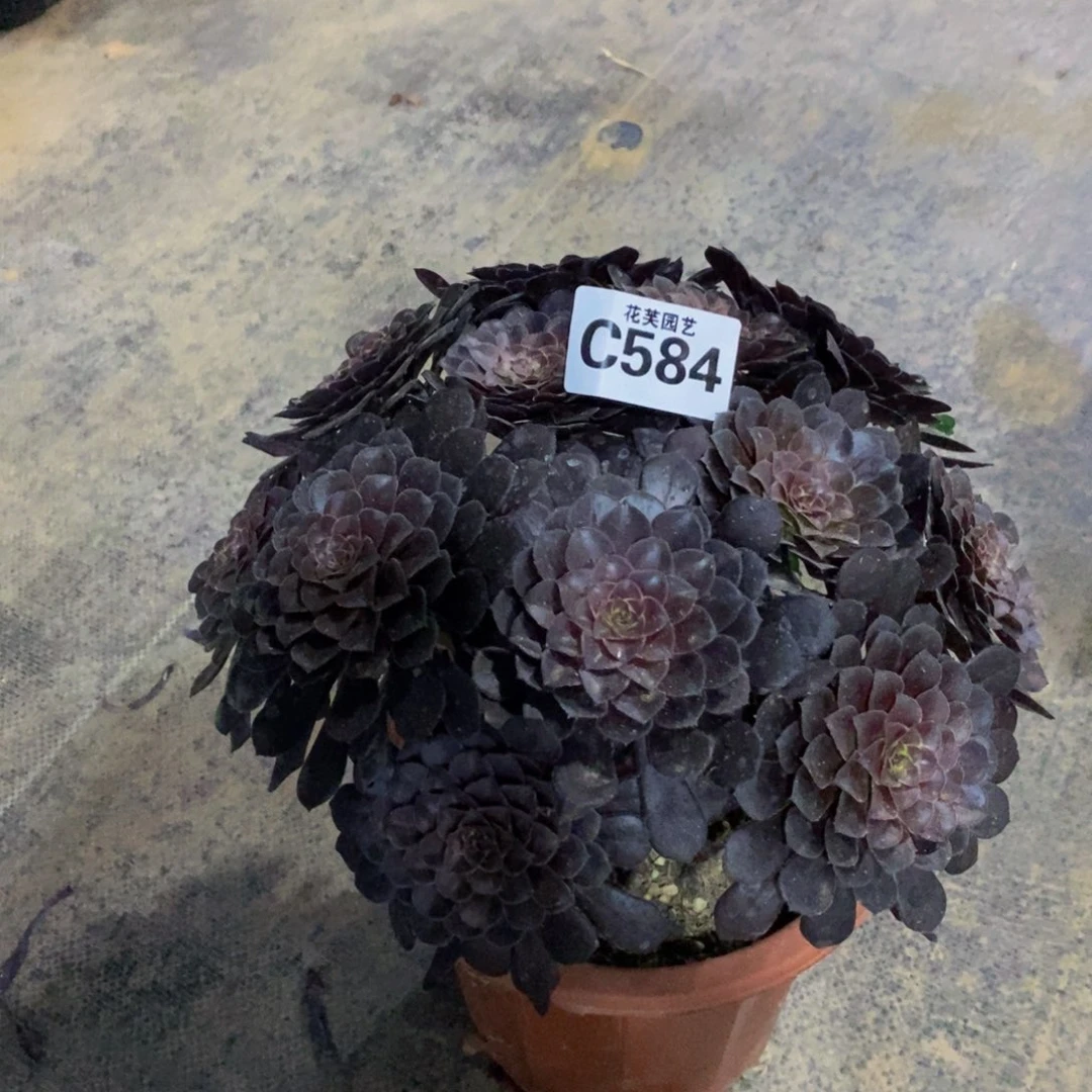 粉***妮黑桐胡多肉植物584