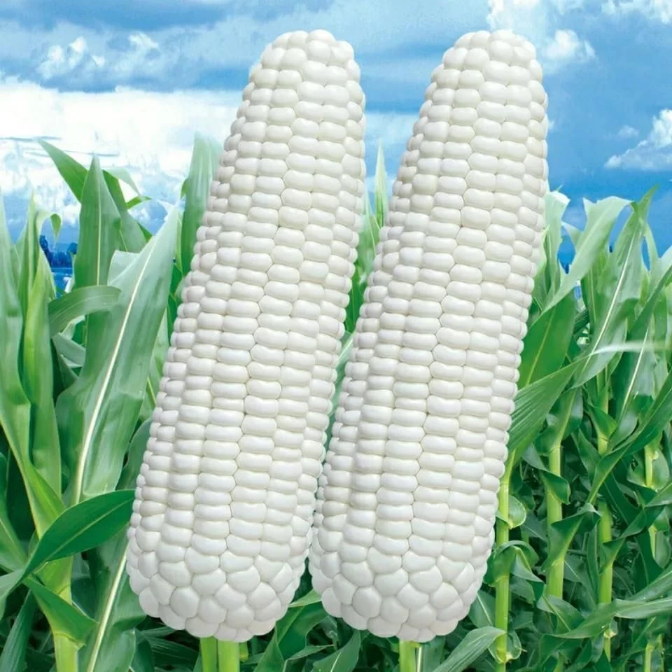 白甜糯1号种子高产优质超甜白糯玉米种矮杆大棒白糯玉米种