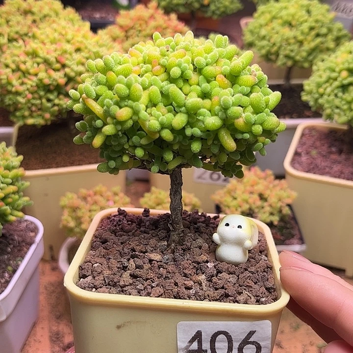 无花朵406金桔糖球