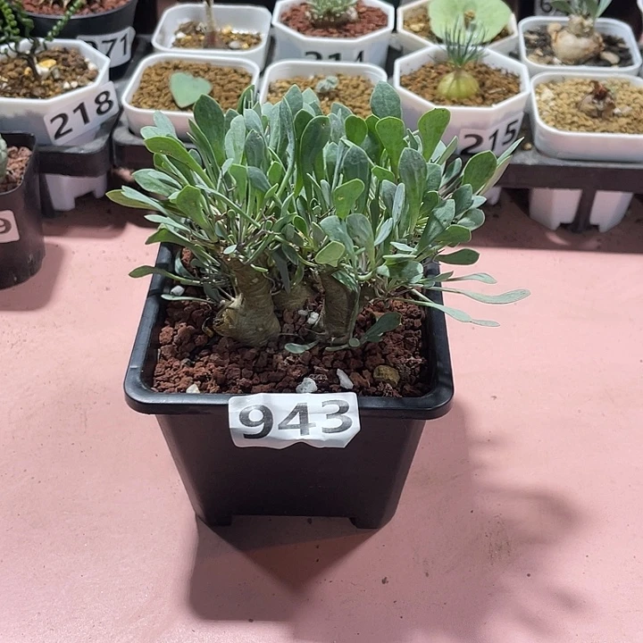 943大黑鬼殿厚墩菊