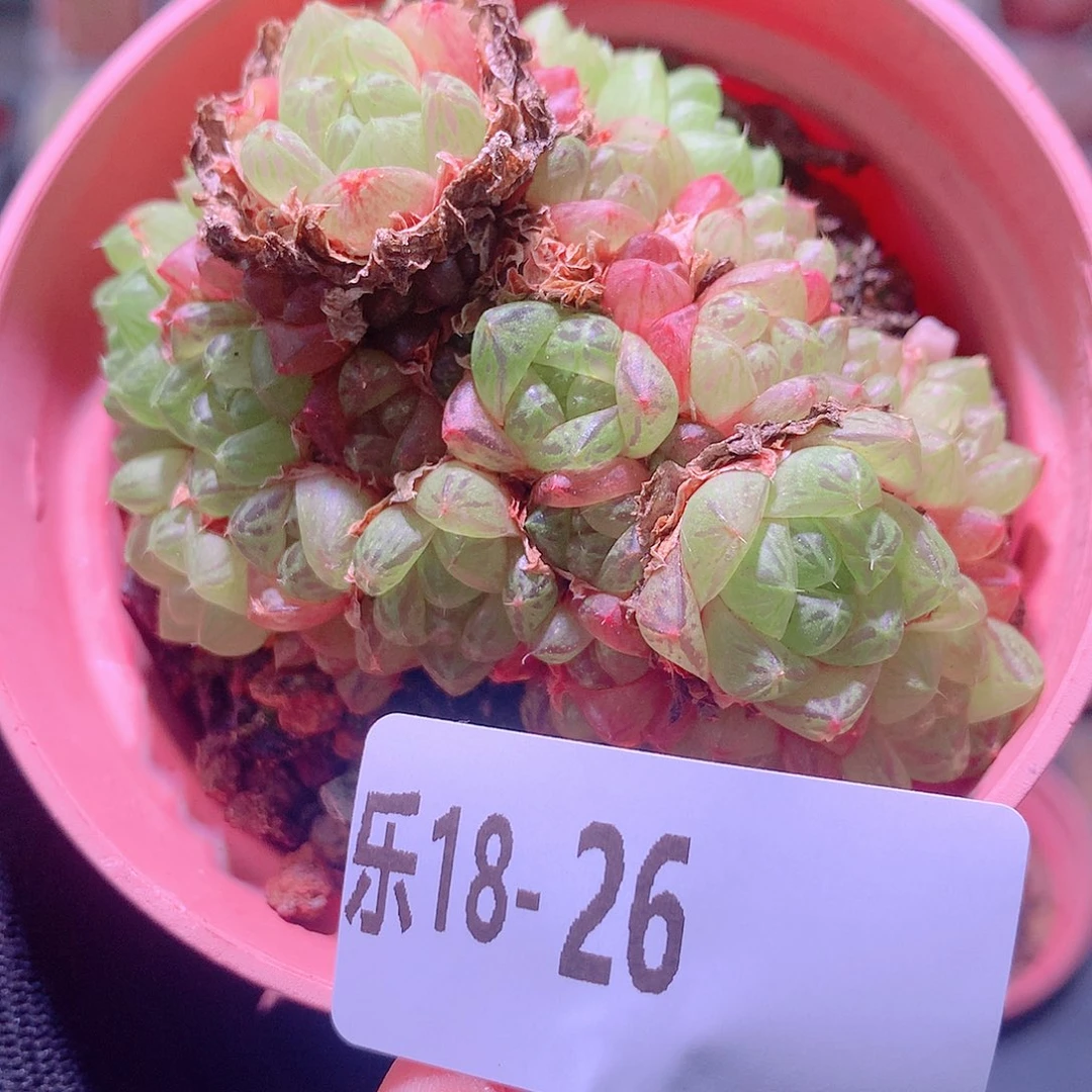 乐然18-26 草玉露
