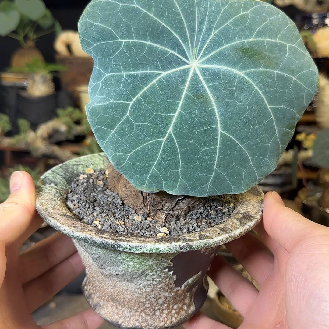 一物一拍老家一叶龟20