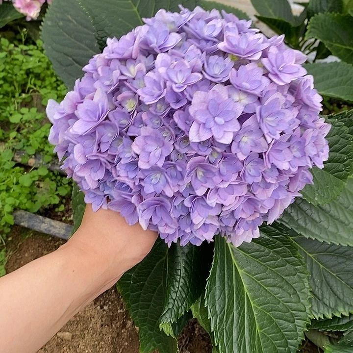 117号绣球/有色差介意勿拍/3单冷链包邮/偏远补运费发德邦