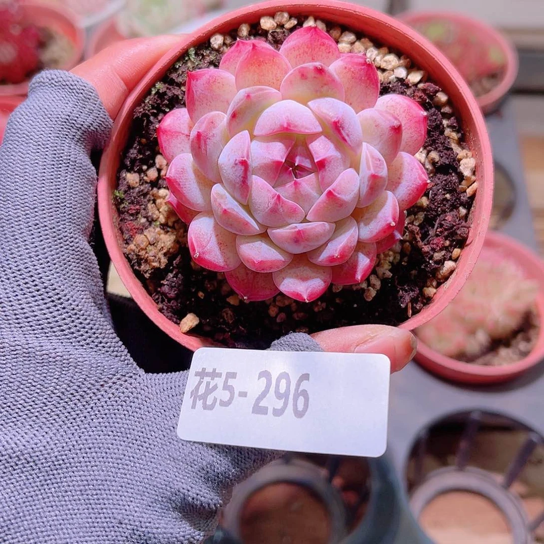 花 05-296新品单头