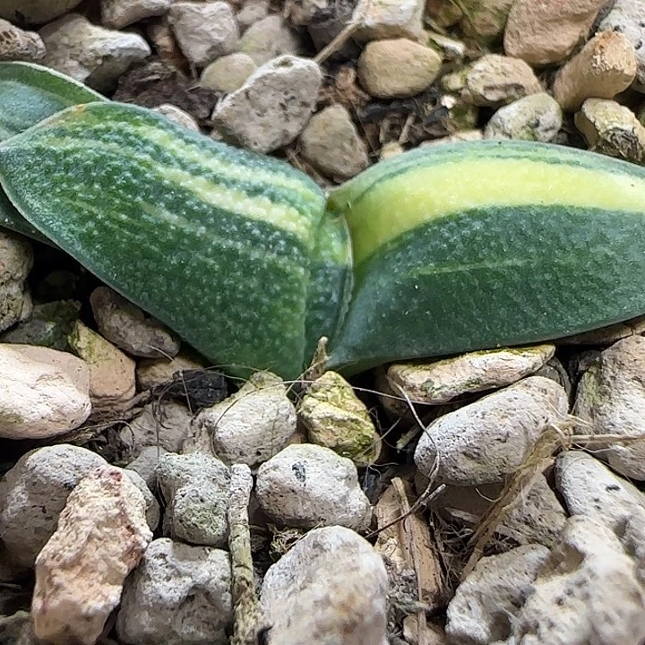 23号宽叶旋转大凸釉锦实生