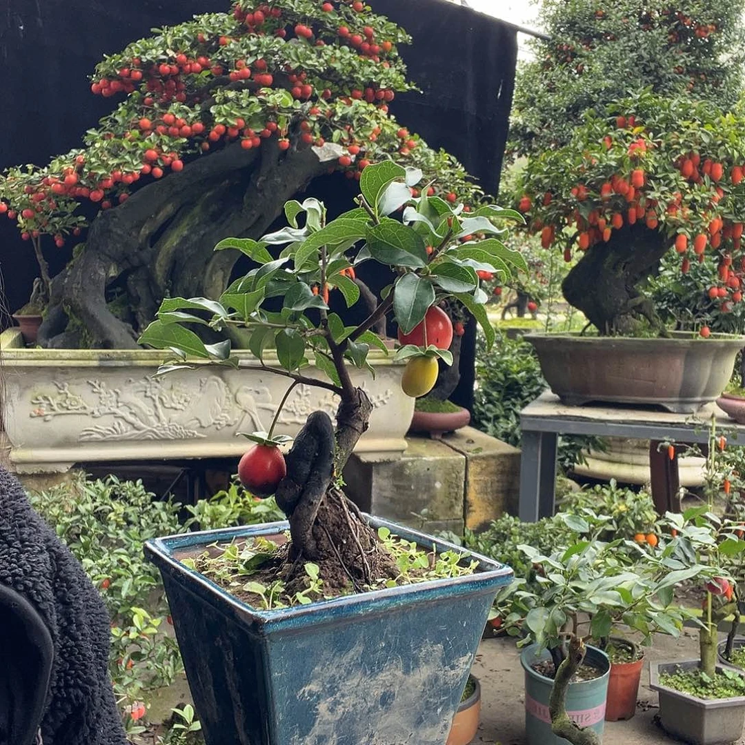 金弹子盆景喜欢的来来