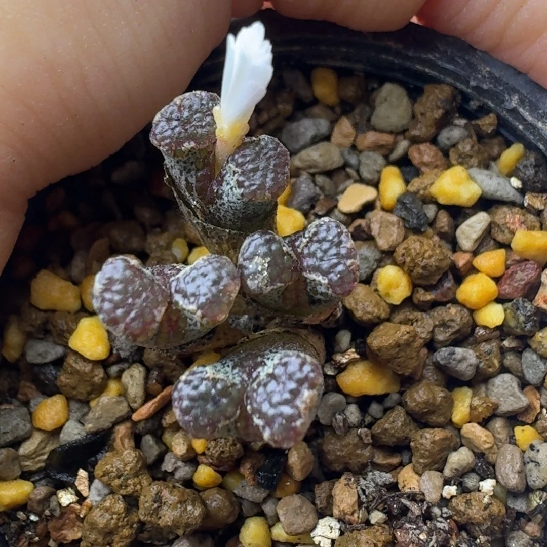 25高四头小型超蝶一物一拍