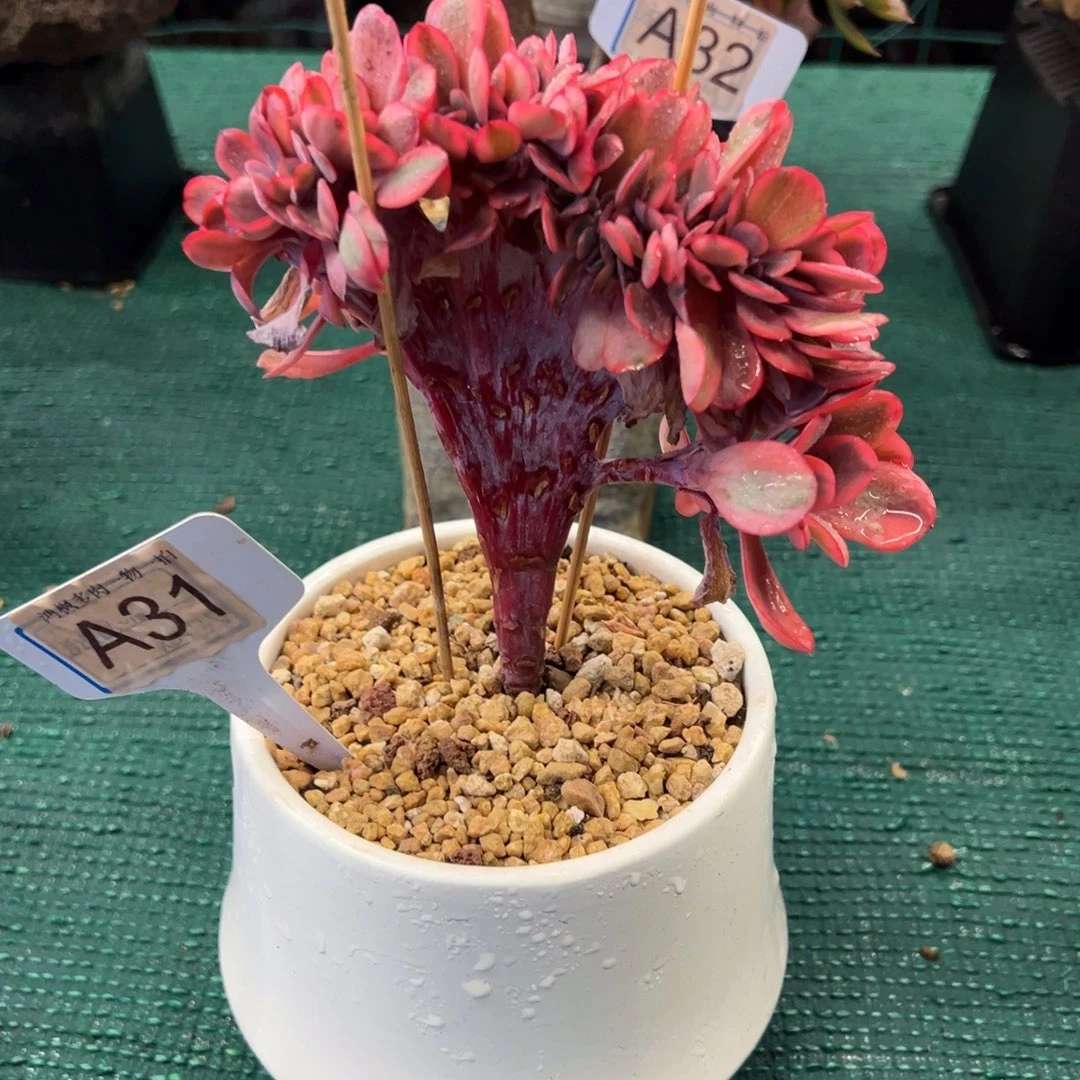 无花朵天使之翼锦缀，，，，，，，，，，，，，，