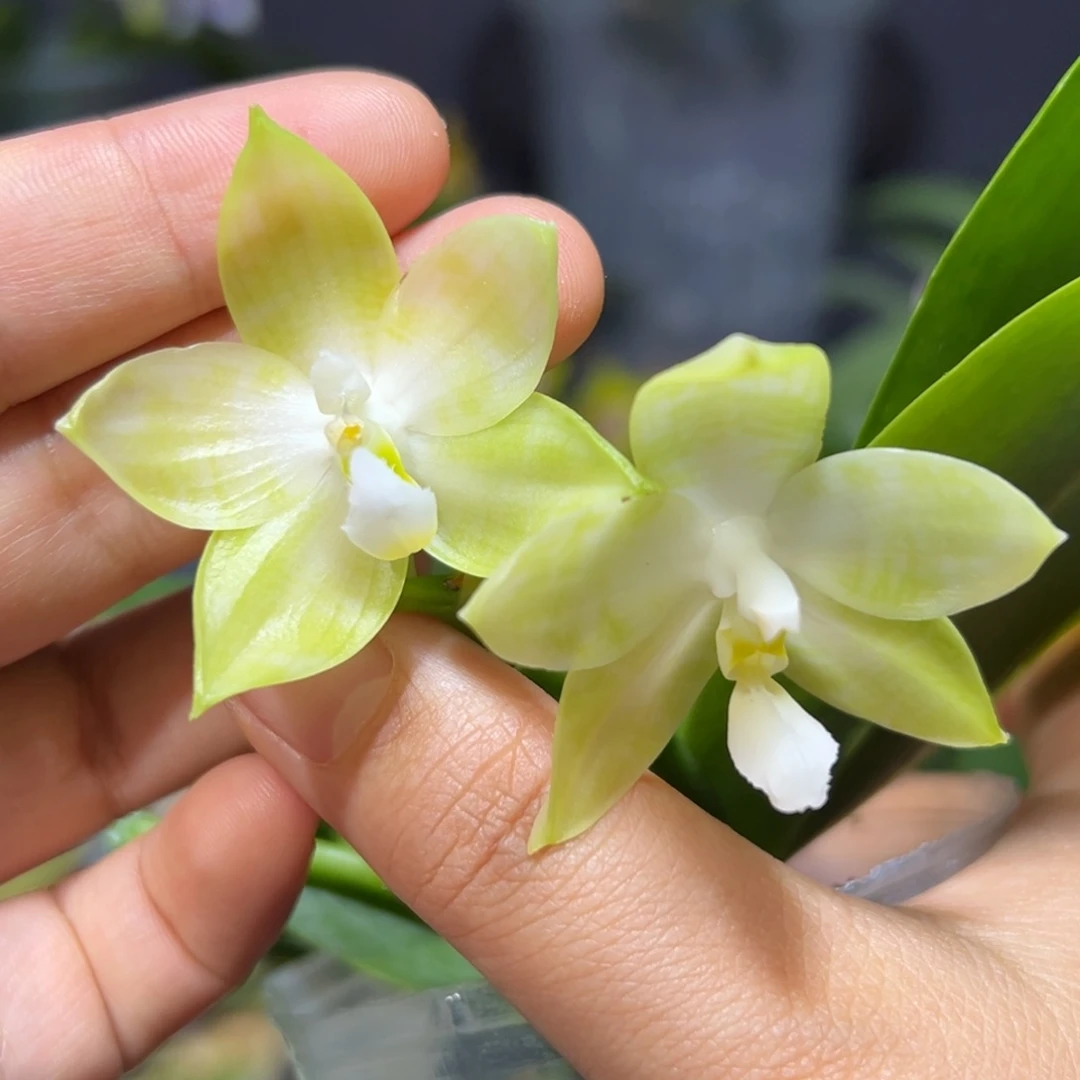 当前无花栽培后可以开花快乐龙