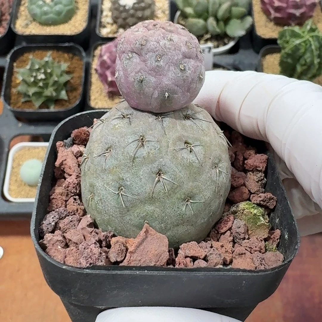 雪人习志野仙人球25