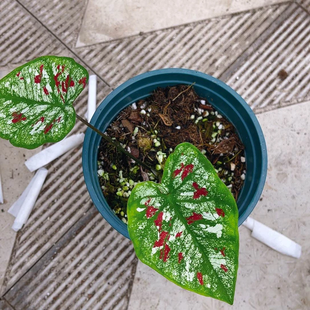 完全开放667泰彩一物一拍