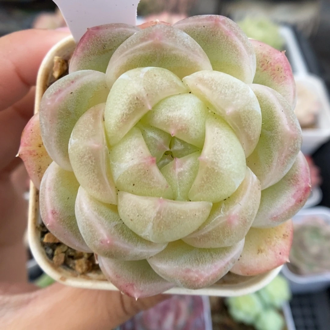 包子脸财富789号。