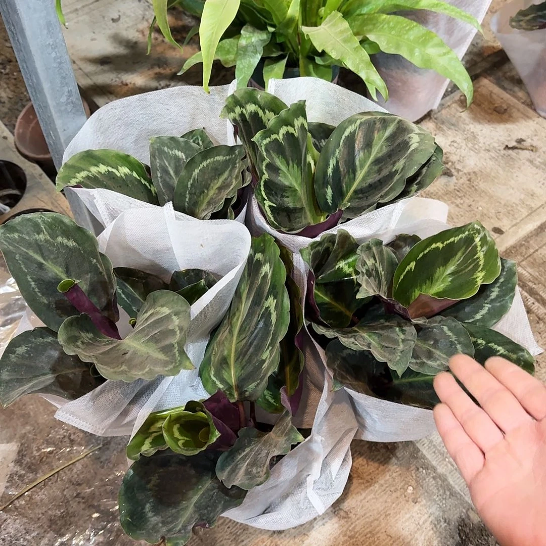 完全开放彩虹竹芋一棵