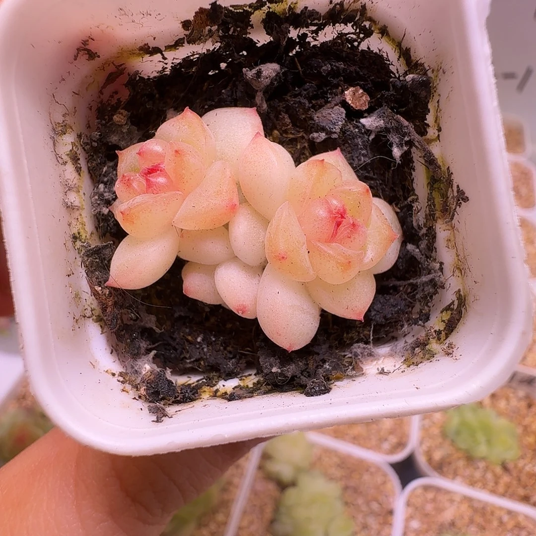 甜心628多肉一物一拍