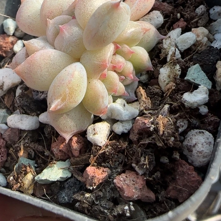 小卡拉米糖心一物一拍