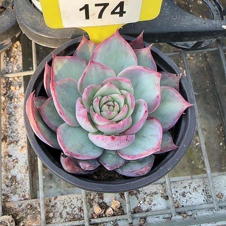 174 惊鸿仙子多肉植物6-9cm