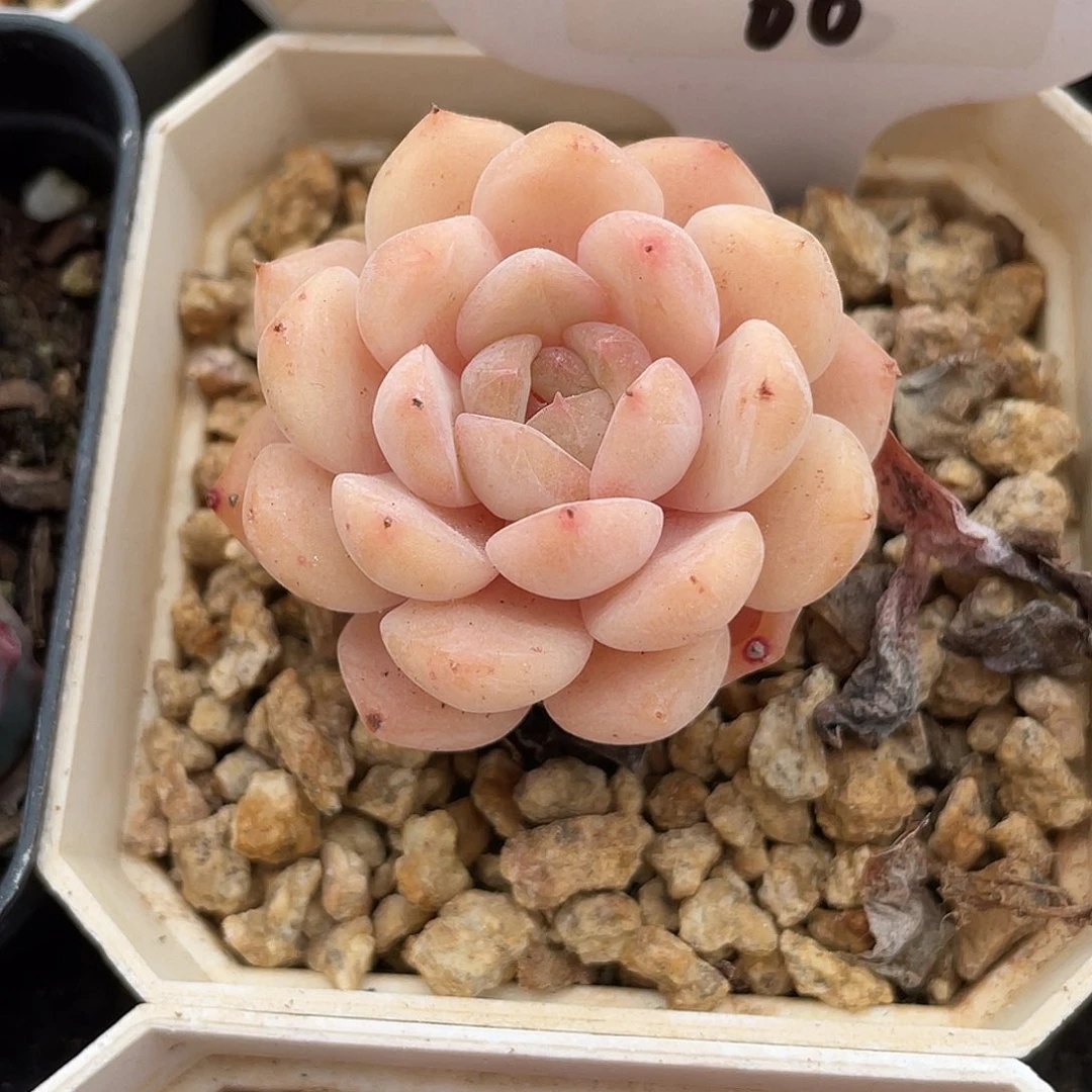 两***官萌肉小筑0701-60恩宠小老桩