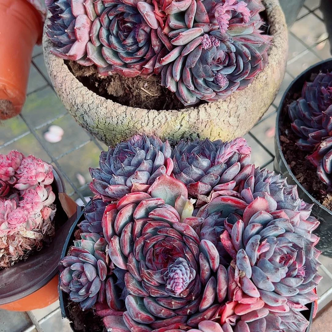 蓝色妖姬多头群生精品