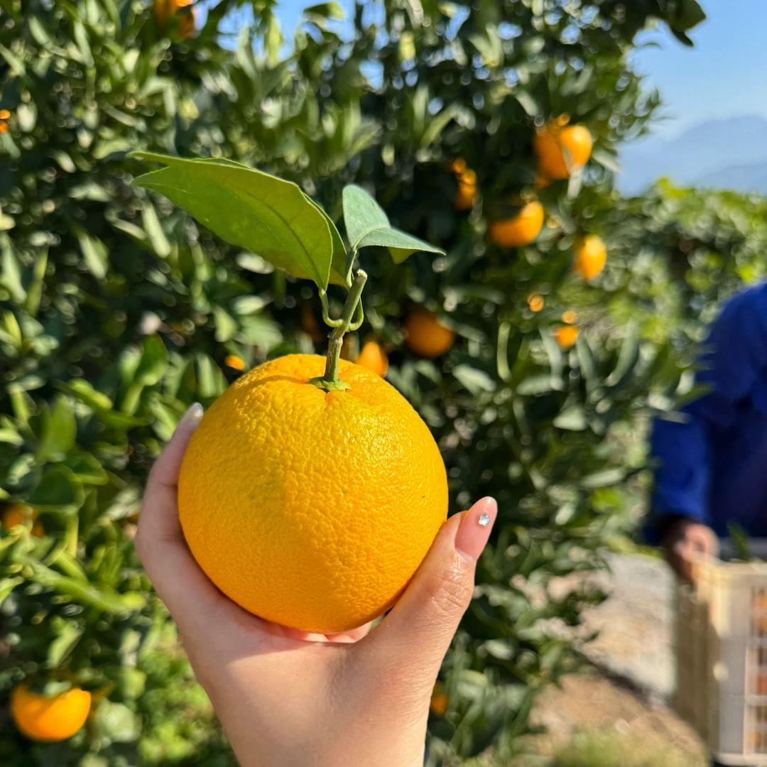 秭归九月红果冻橙新鲜现摘现发皮薄肉嫩鲜甜多汁福利价快抢！