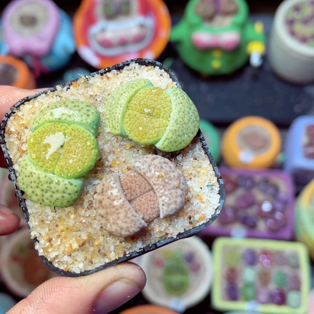 938生石花带盆发