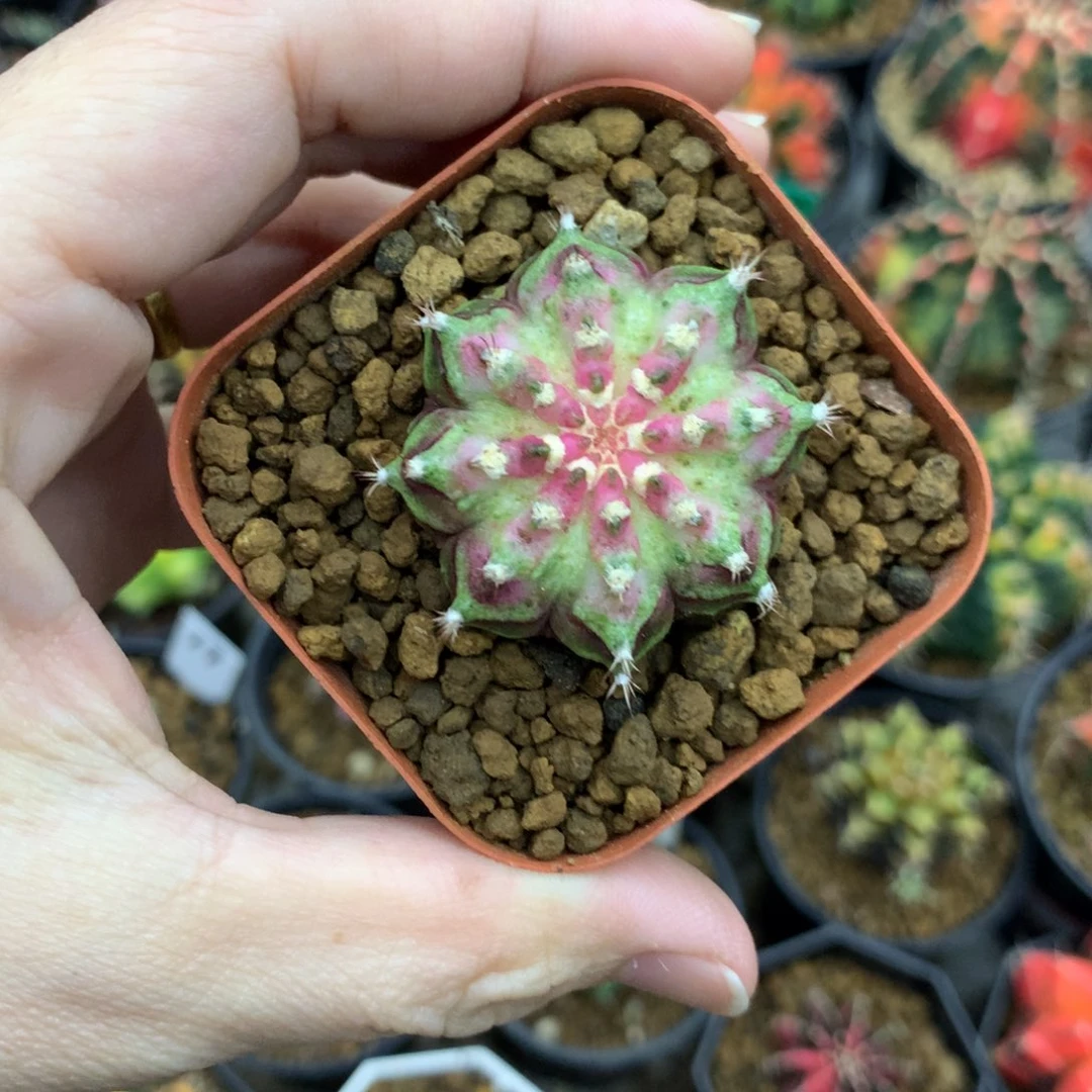 简***默仙人球米哈牡丹锦