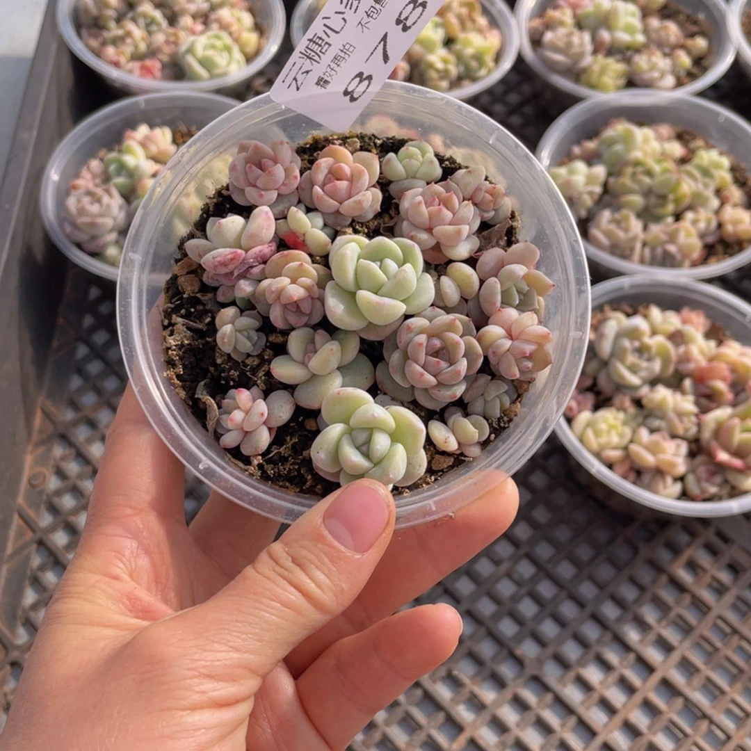 云糖心多肉植物878
