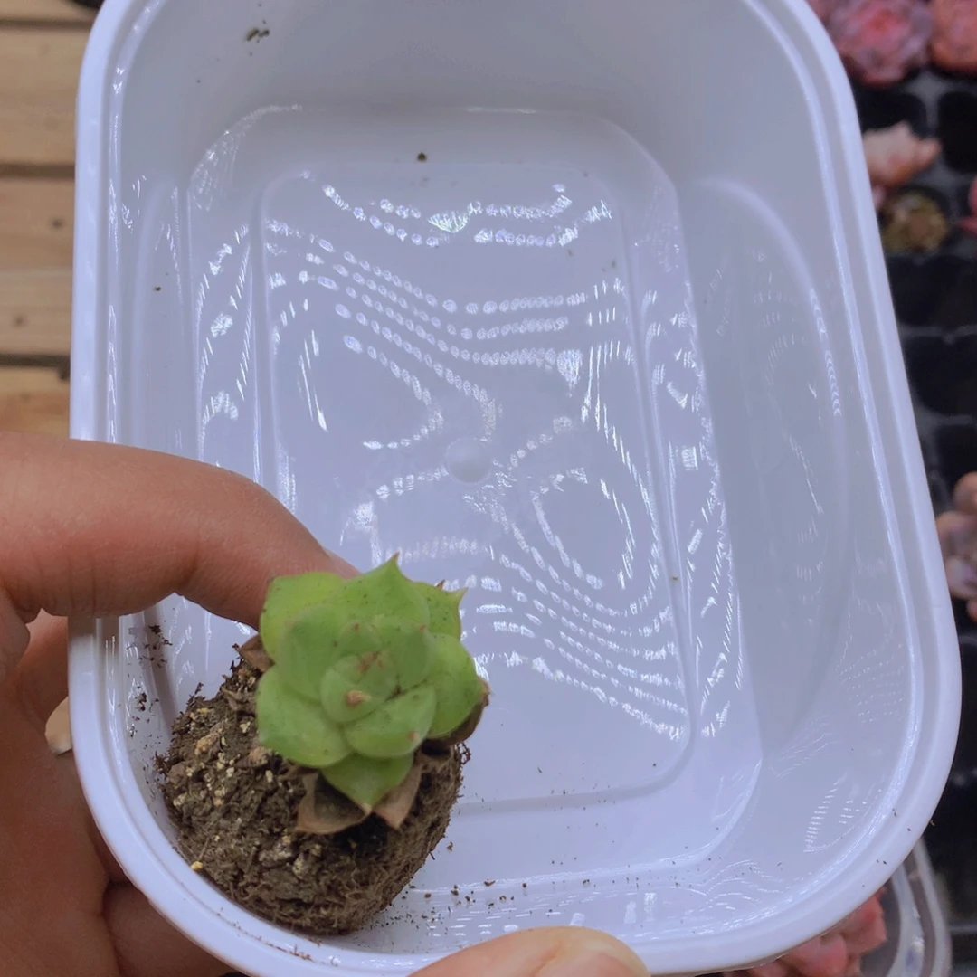 ****机车姐姐绿透私人订制051