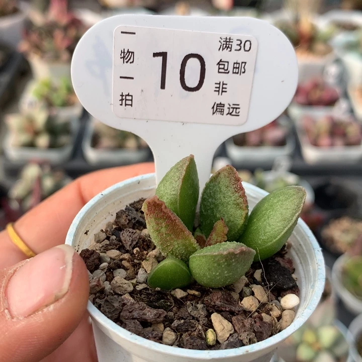 爱丽丝。   多肉。 10