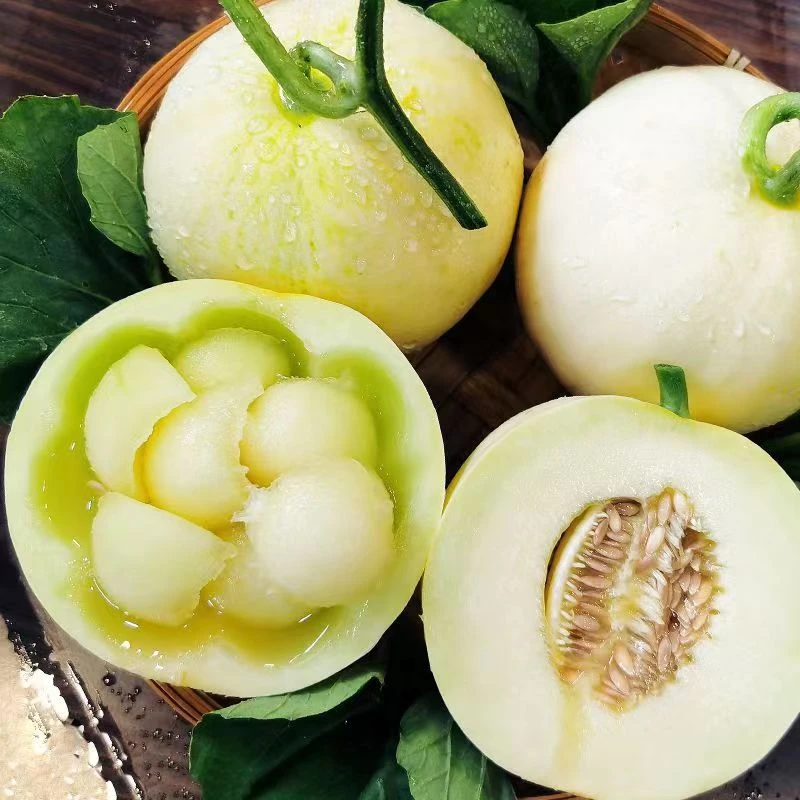 陕西阎良甜瓜新鲜采摘当季水果现摘现发软糯香甜