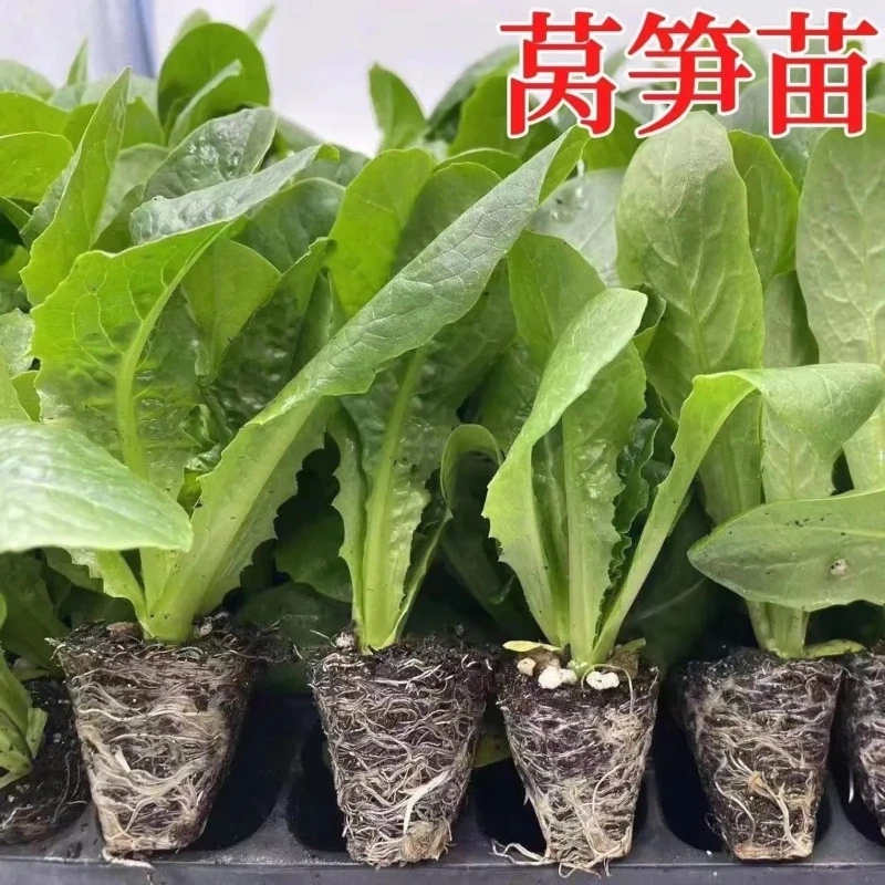 红叶莴苣苗青皮莴苣苗红皮莴笋秧苗绿心耐寒莴笋苗四季秋冬蔬菜苗