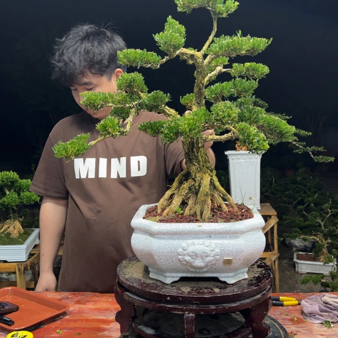 无花朵广东皱皮雀舌黄杨